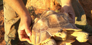 Sulcata tortoises spotted in Red Cliffs Desert Reserve Red Cliffs Desert Reserve had two reports of sulcata tortoises spotted in the reserve this week, which is a very serious issue.