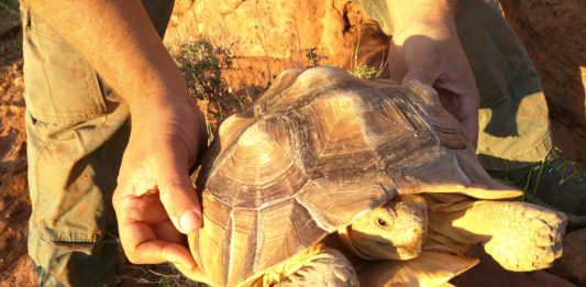 Red Cliffs Desert Reserve had two reports of sulcata tortoises spotted in the reserve this week, which is a very serious issue.