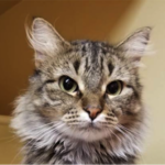 southern utah adoptable pets Star