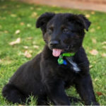 southern utah adoptable pets Theodore