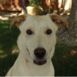 southern utah adoptable pets Toby