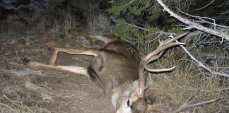 Four tips to help fight poaching in Utah A poaching spike typically occurs during fall hunting seasons. Here are four tips to help fight poaching in Utah and get officers the information they need.