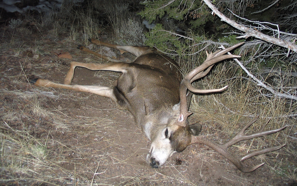 A poaching spike typically occurs during fall hunting seasons. Here are four tips to help fight poaching in Utah and get officers the information they need.
