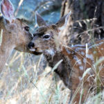 Research grants awarded for Utah big game migration corridors Over $230,000 in research grant funding was awarded for three state-identified research priority projects into big game migration corridors in Utah.