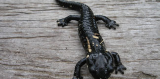 Christopher Norment lectures on Inyo Mountains salamander Dr. Christopher Norment will describe the ecology and evolutionary history of the Inyo Mountains salamander at the Canyon Community Center in Springdale.