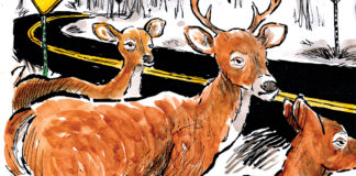 Deer in the Headlights Deer in the Headlights, Jeff Koterba, southern Utah, Utah, St. George, The Independent, Koterba, deer, roads, highways, safety, driving, rural