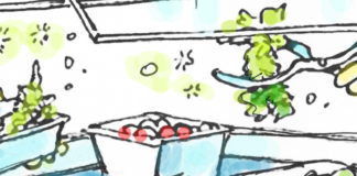 Romaine lettuce Ecoli Romaine lettuce Ecoli, Dave Granlund, southern Utah, Utah, St. george, The Independent, Toxic, sickness, recall, crop, greens, salads, food, CDC, avoid, throw out, illness, contaminated, produce, alert, notice, fields, farming