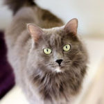 southern utah adoptable pets Bluebell