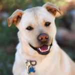 southern utah adoptable pets Chance