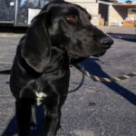 southern utah adoptable pets Colby