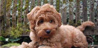 The Independent Southern Utah Adoptable Pets Guide southern utah adoptable pets CoverDec012018