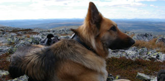 The Independent Southern Utah Adoptable Pets Guide southern utah adoptable pets CoverNovember032018