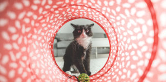 The Independent Southern Utah Adoptable Pets Guide souther utah adoptable pets CoverNovember102018