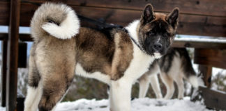 The Independent Southern Utah Adoptable Pets Guide southern utah adoptable pets CoverNovember172018