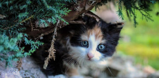 The Independent Southern Utah Adoptable Pets Guide southern utah adoptable pets CoverNovember292018