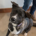 southern utah adoptable pets Gabby