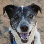 southern utah adoptable pets Grace