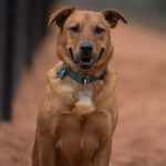 southern utah adoptable pets McDreamy