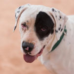 southern utah adoptable pets Peter