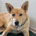 southern utah adoptable pets Pike