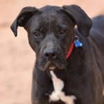 southern utah adoptable pets Sargeant Simon