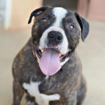 southern utah adoptable pets Sherman