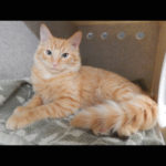 southern utah adoptable pets Sunny