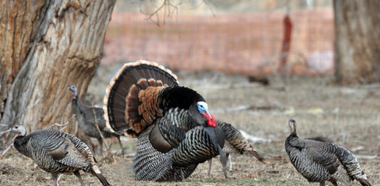 Many Utahns aren't aware that Utah has a thriving population of wild turkeys. Late November is a perfect time to see them.