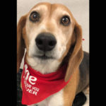 southern utah adoptable pets dixon