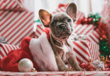 The Independent Southern Utah Adoptable Pets Guide southern utah adoptable pets CoverDecember152018