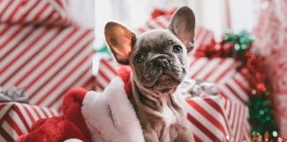 The Independent Southern Utah Adoptable Pets Guide southern utah adoptable pets CoverDecember152018