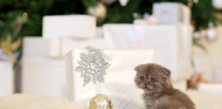 The Independent Southern Utah Adoptable Pets Guide southenr utah adoptable pets CoverDecember222018