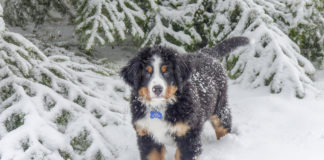 The Independent Southern Utah Adoptable Pets Guide southern utah adoptable pets CoverDecember292018