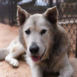 southern utah adoptable pets Dante