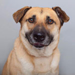 southern utah adoptable pets Dukey