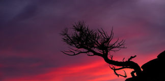 Z-Arts exhibits the photography of John Whitworth "Hanging On" by John Whitworth. Z-Arts is pleased to host John Whitworth’s landscape and nature photography in the Canyon Community Center gallery in Springdale.