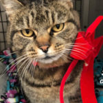southern utah adoptable pets HollyBerry
