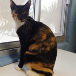 Southern utah adoptable pets Sissy