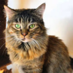 southern utah adoptable pets Tianna