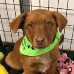 southern utah adoptable pets bradley