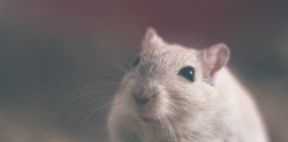 Mouse catching and removal and how to prevent mouse infestation The best way to control mice in your house is prevention. Consider these tips on how to prevent mouse infestation and for mouse catching and removal.
