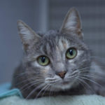 southern utah adoptable pet silkie