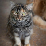 southern utah adoptable pets Anna