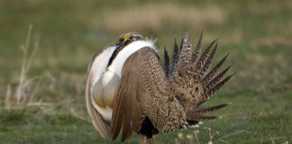 Updated Conservation Plan for Greater Sage-Grouse in Utah released The updated Conservation Plan for Greater Sage-Grouse in Utah will guide the management of greater sage grouse in Utah for the next five years.