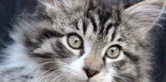 The Independent Southern Utah Adoptable Pets Guide southern utah adoptable pets Cover Feb 2 2019