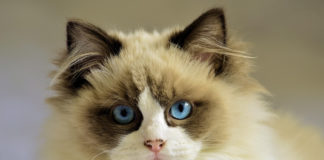 The Independent Southern Utah Adoptable Pets Guide southern utah adoptable pets Cover January 12 2019