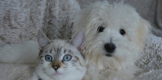 The Independent Southern Utah Adoptable Pets Guide southern utah adoptable pets Cover January 19 2019