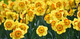 Memory Matters Utah/Nevada kicks off Daffodils by the Bunch Support those battling dementia and Alzheimer’s disease with Daffodils by the Bunch, the signature activity of Memory Matters Utah/Nevada.