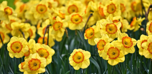 Support those battling dementia and Alzheimer’s disease with Daffodils by the Bunch, the signature activity of Memory Matters Utah/Nevada.