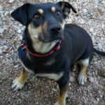 southern utah adoptable pets Penny